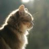 catbal