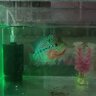 R0nS