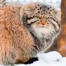 dnsnow