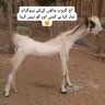 ahmadbilal7788