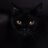 blackcat666